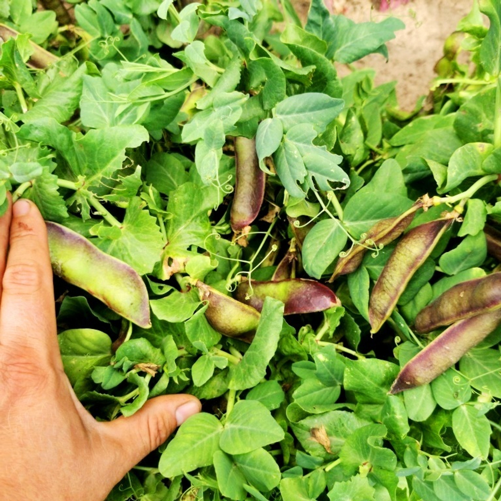 Снежный Пурпурный Императорский Горох - Snow Purple Imperial Peas