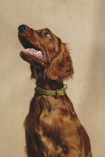 Ошейник "Пони-Макарони" Зеленый (бежевый канат)