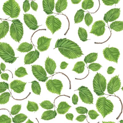 Весенние листья