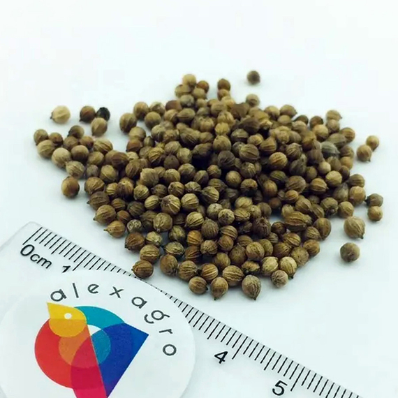 Санто семена кориандра (Sakata / ALEXAGRO) семена – фото 6