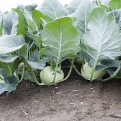 ЕДЕР РЗ F1 семена капусты кольраби (Rijk Zwaan | Alexagro)