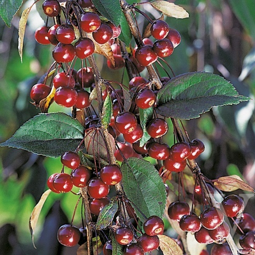 Яблоня Роял Бьюти на штамбе