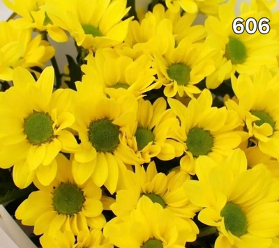 САЖЕНЦЫ ХРИЗАНТЕМЫ КУСТОВАЯ 606 ЖЕЛТО ЗЕЛЕНАЯ РОМАШКА