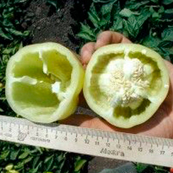 Фламинго F1 семена перца сладкого (Clause / Клос)