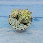 Euphorbia meloformis f. Variegated (Эуфорбия вариегатная)