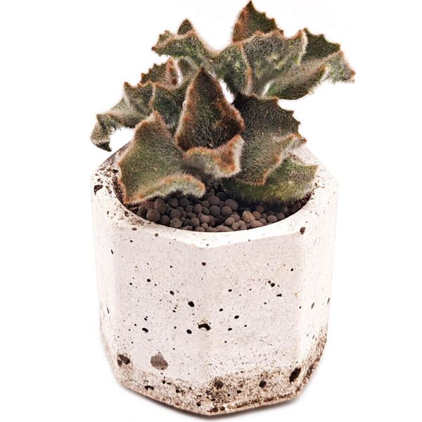 Суккулент Каланхоэ Бехарское Фанг