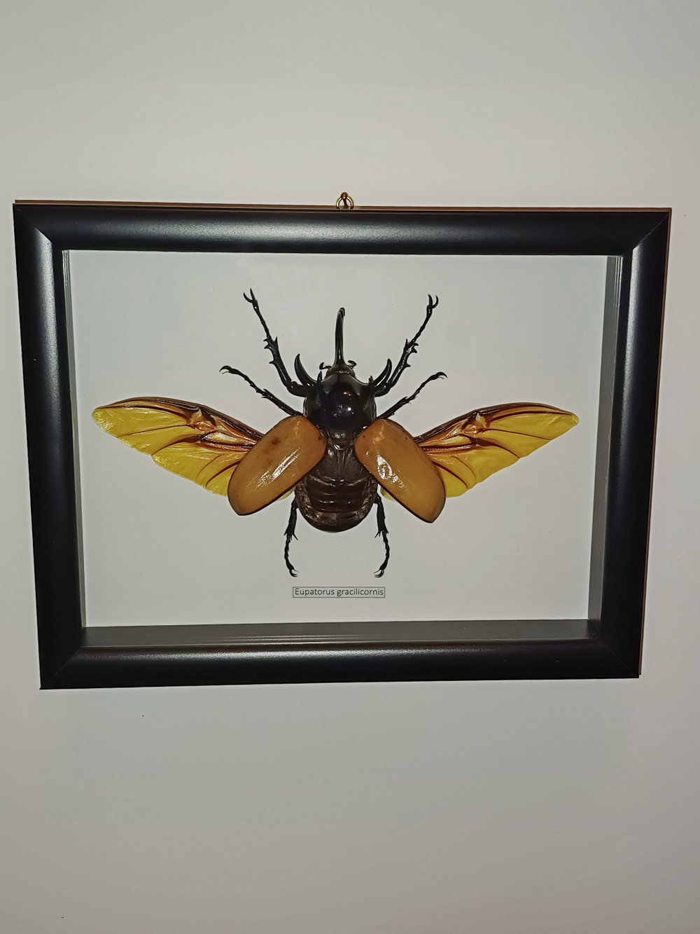 Жук Eupatorus gracillicornis в рамке