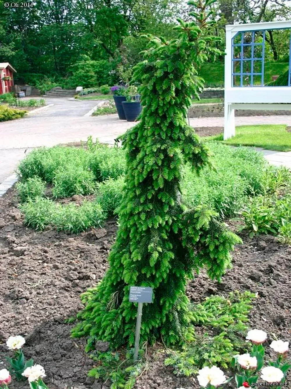 Ель сербская Брунс Р9 30-40 см Закупка М62 апрель-май 2026