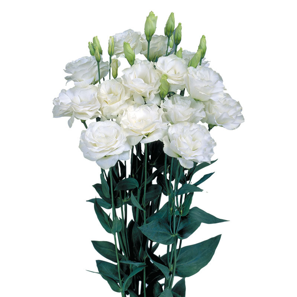 Эустома Мариачи Пур Вайт (50др) Витагрин Профи