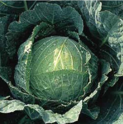 Тундра F1 семена капусты белокочанной (Hazera / Хазера)