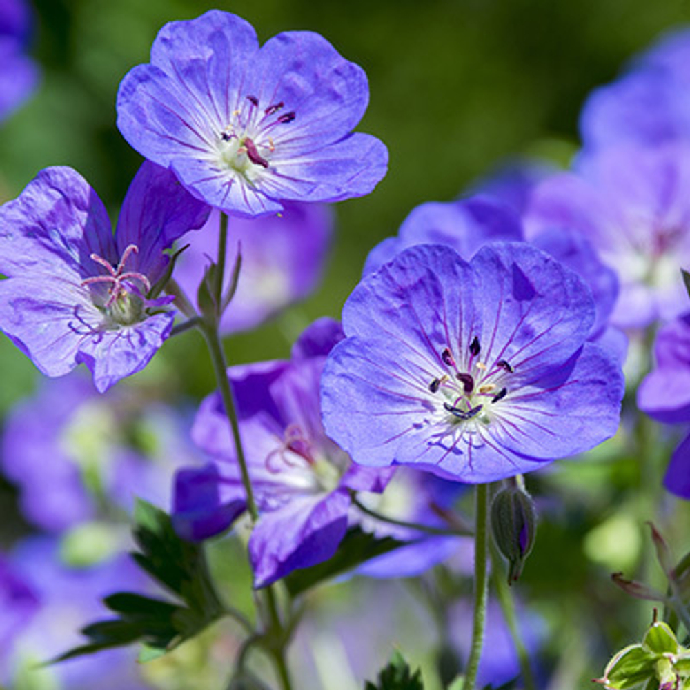 Герань гибридная "Rozanne". Geranium hybridum "Rozanna".