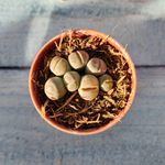 Lithops sp. (Литопсы)