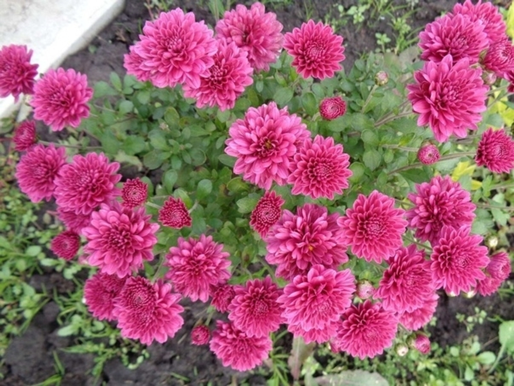 Корейская хризантема Ринкобель