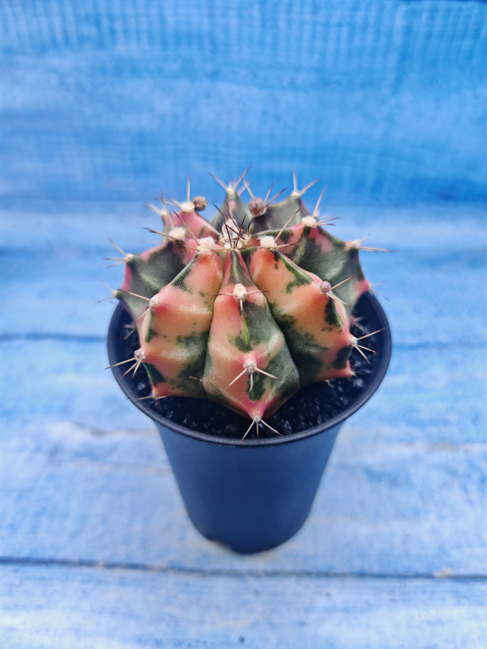 Gymnocalycium Variegata (Гимнокалициум Вариегатный)