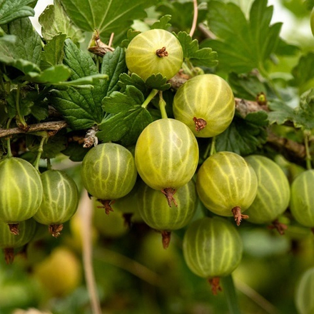 Крыжовник среднеспелый Берилл