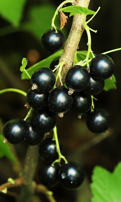 Бен Тирен  (Ben Tirran)