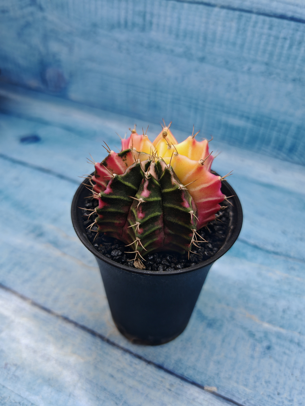 Gymnocalycium Variegata (Гимнокалициум Вариегатный)