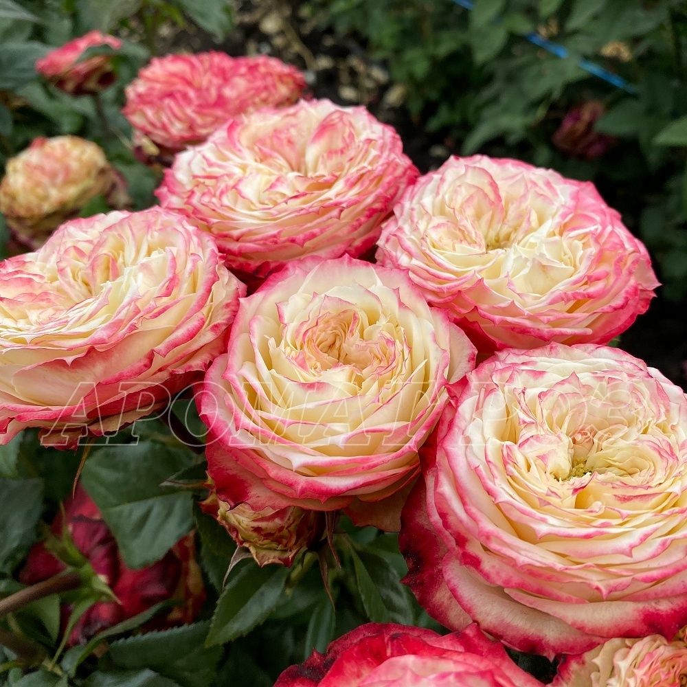 Эппл Джек (Apple Jack)