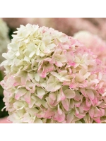 Самер Лав гортензия метельчатая