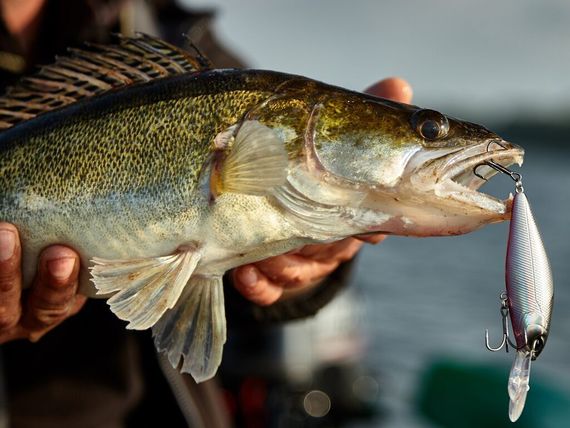 Воблер плавающий LJ ORIGINAL SHAD-X F 08.00/003