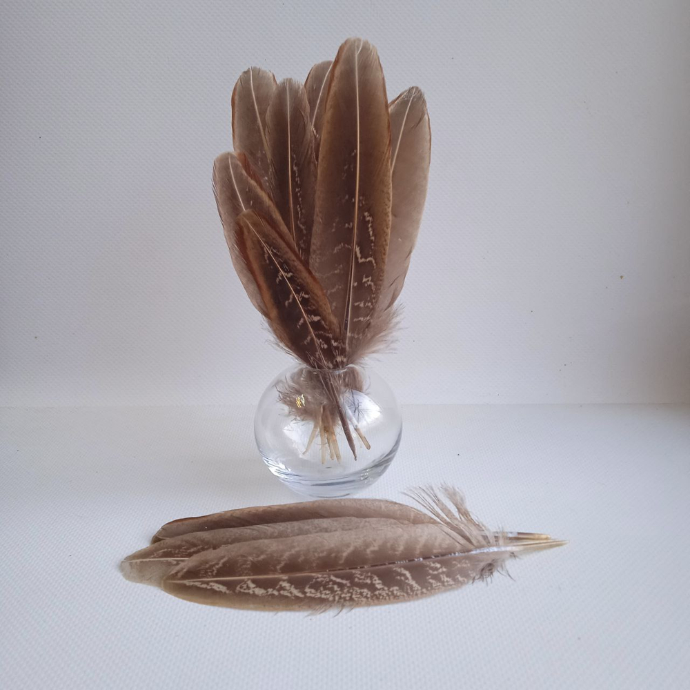 Перья фазана домашнего натуральные 10шт.