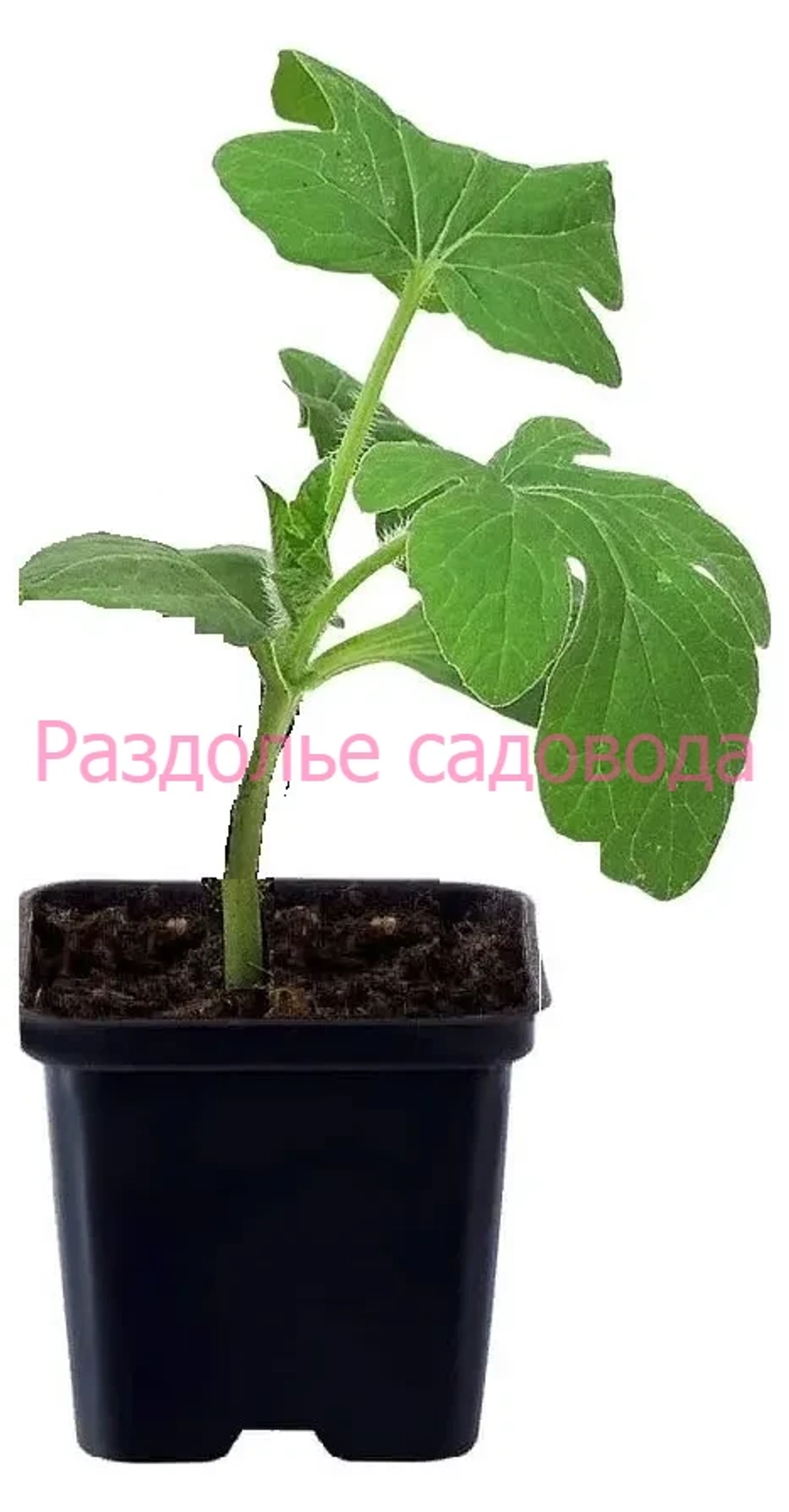 Тыква крупноплодная Землячка