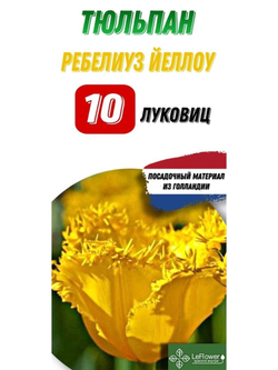 Тюльпан Луковица, Ребелиуз Еллоу, 10шт