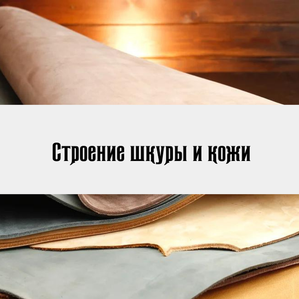 Строение шкур и кожи