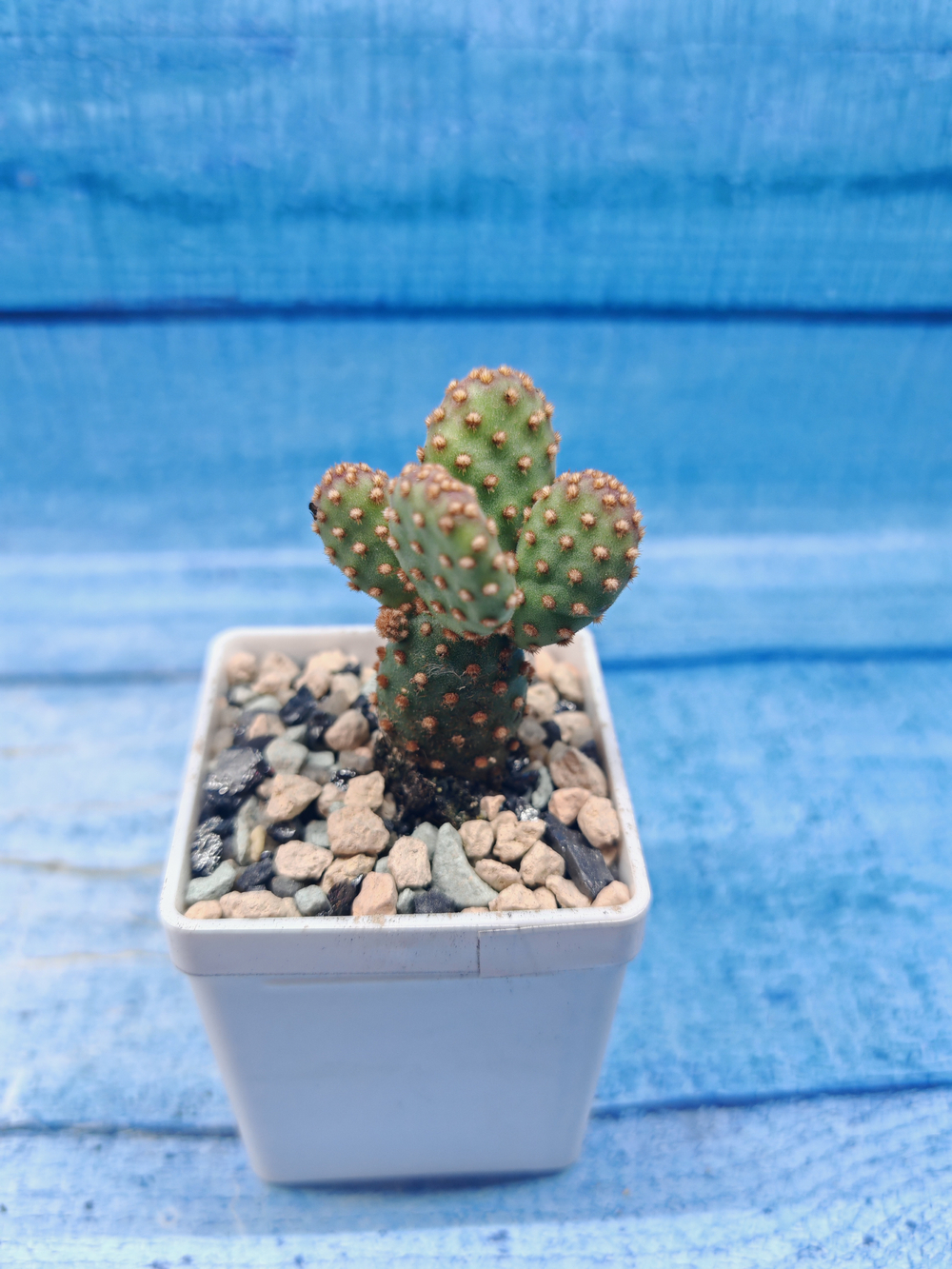 Opuntia Microdasys Rufida (Опунция)