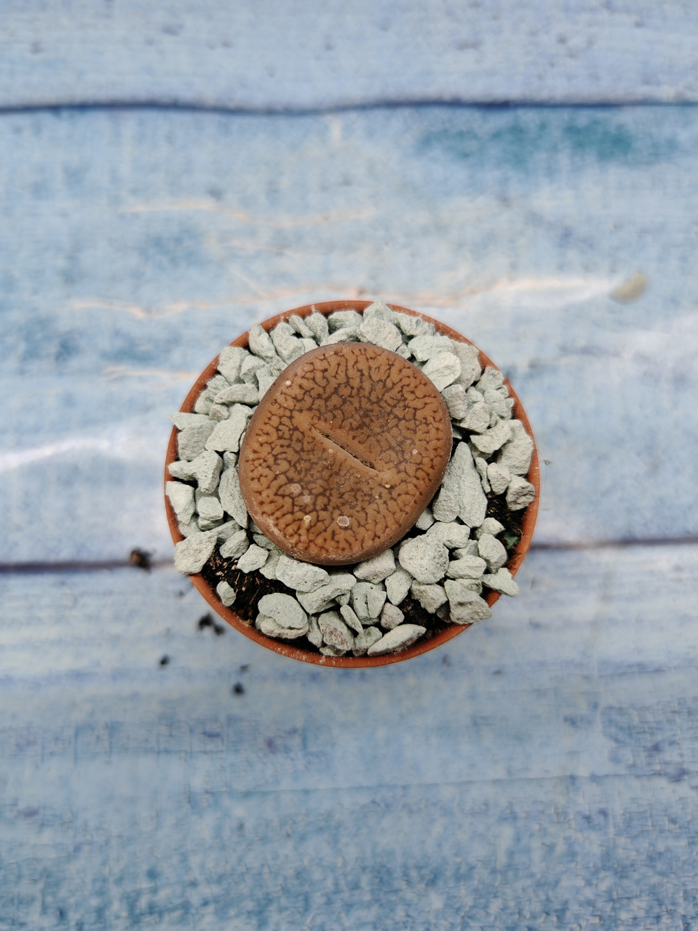 Lithops sp. (Литопсы)