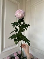 Хризантема одноголовая в розовом оттенке