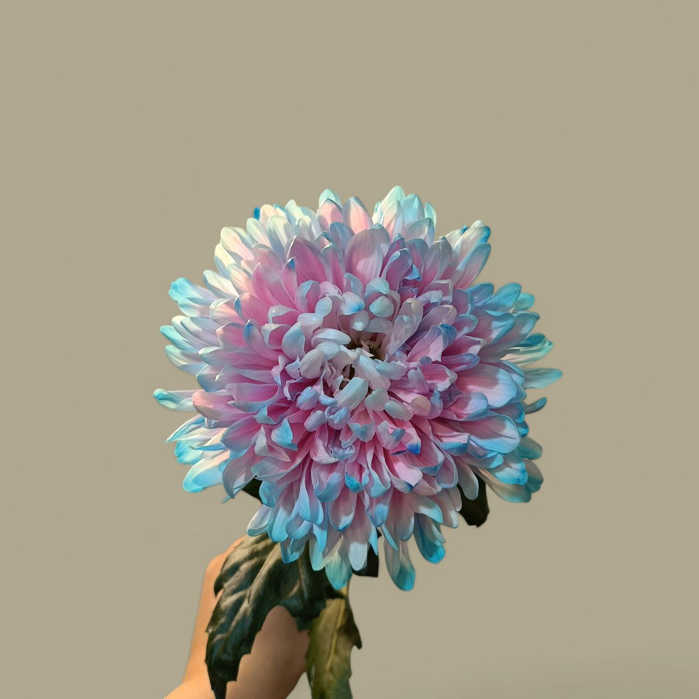 Хризантема сортовая Антонов