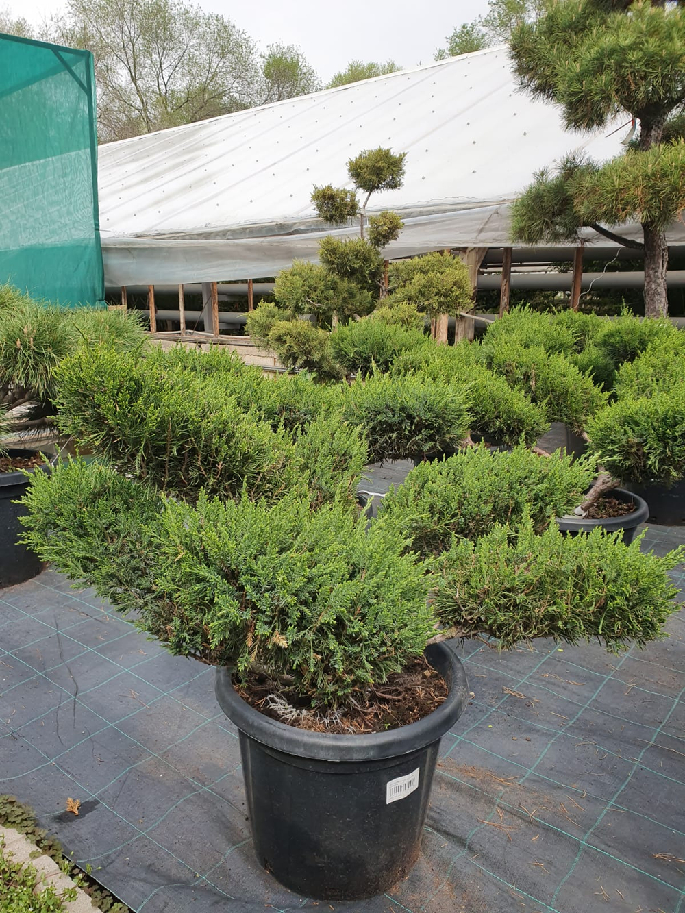 Можжевельник "Mint Julip"