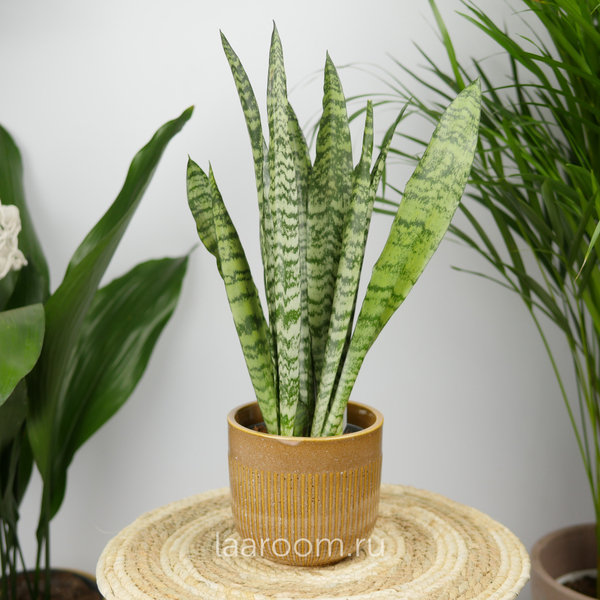Сансевиерия Зейланика 12/40