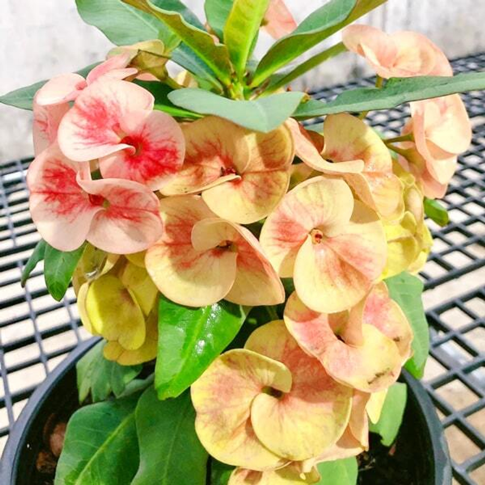 Эуфорбия Миля FULL OF MONEY