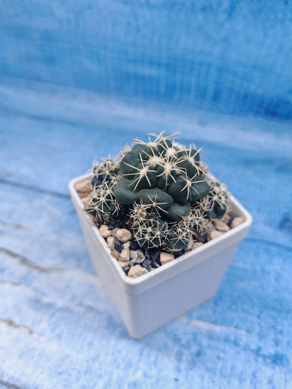 Coryphantha Andreae (Корифанта)