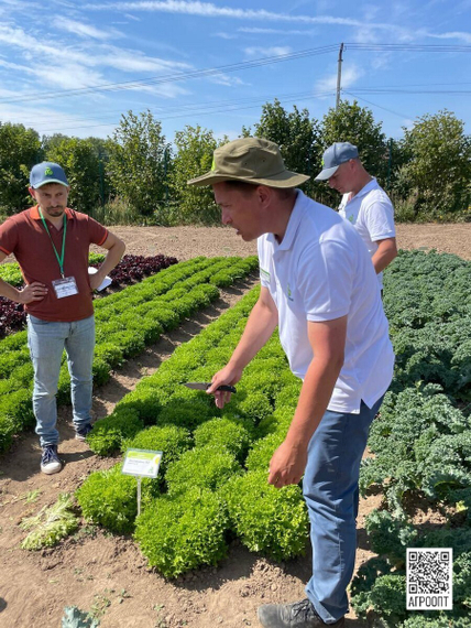 ЭКСПЕРТАЙЗ семена салата (Rijk Zwaan | Alexagro) – фото 7