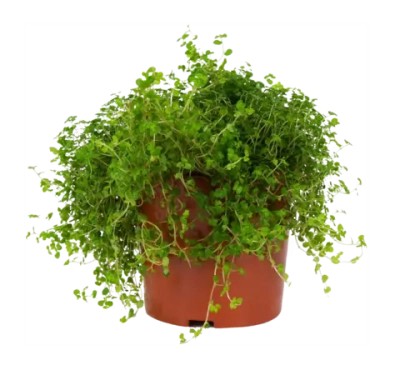 Солейролия