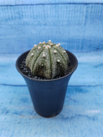 Astrophytum Asterias (Астрофитум)