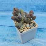 Adromischus Marianae Coffee Bean (Адромискус)