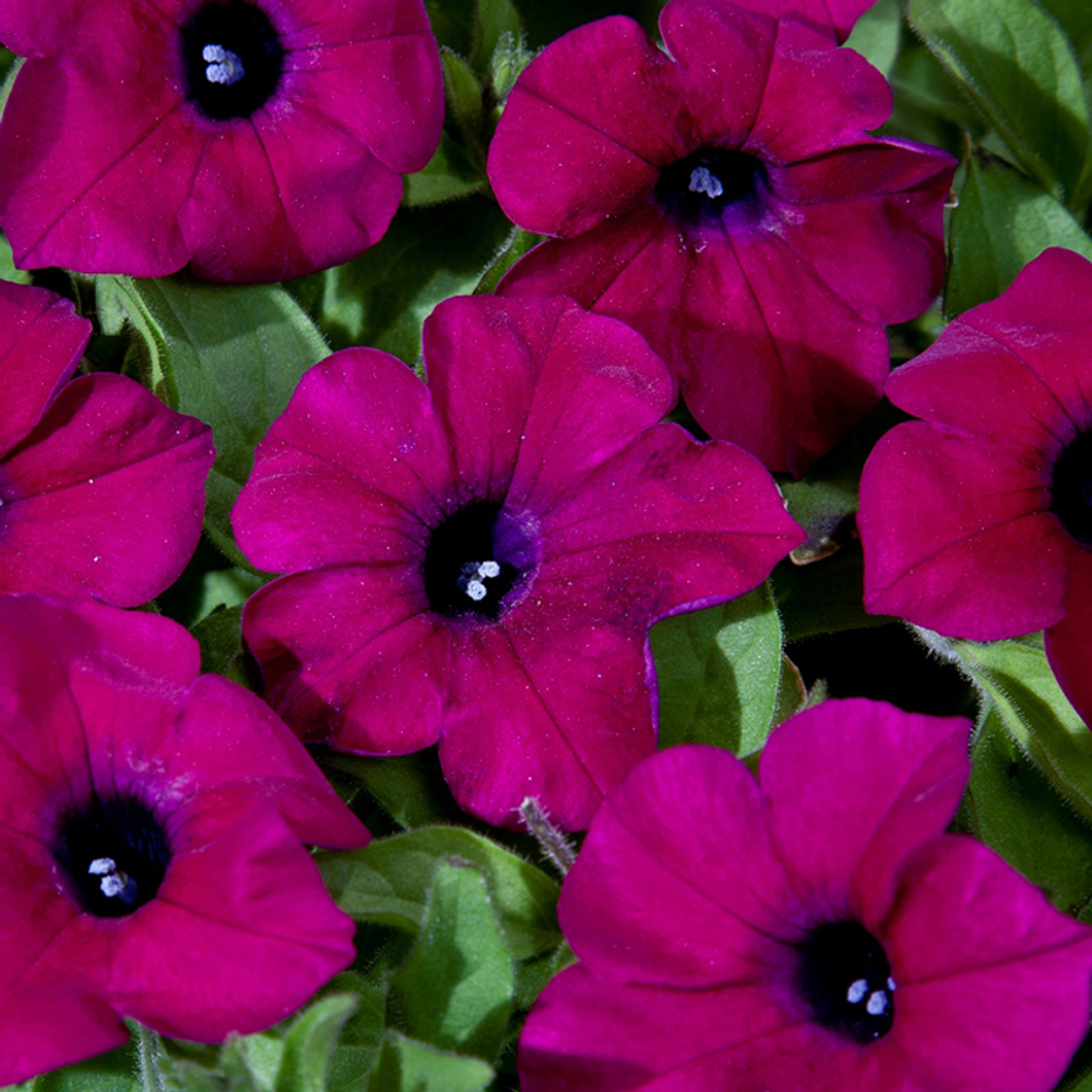 П19 Петуния Blanket Zinfandel