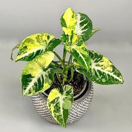 Сингониум SCRAMBLED EGGS