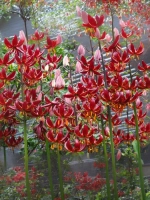 Лилия Клауди Шрайд (Мартагон-гибрид)