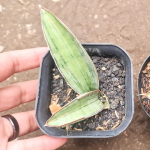 Сансевиерия QUICKSILVER BAT