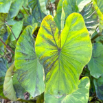 Колоказия GREEN TIGER