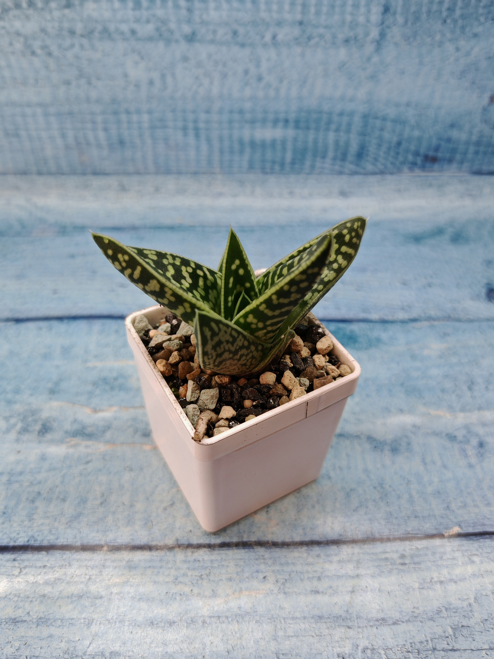 Gasteraloe Aveo (Гастерлоэ)