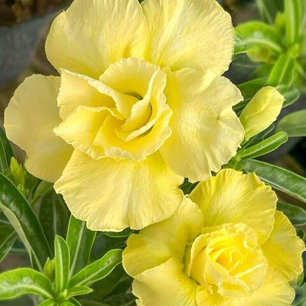 Адениум CHON THONG