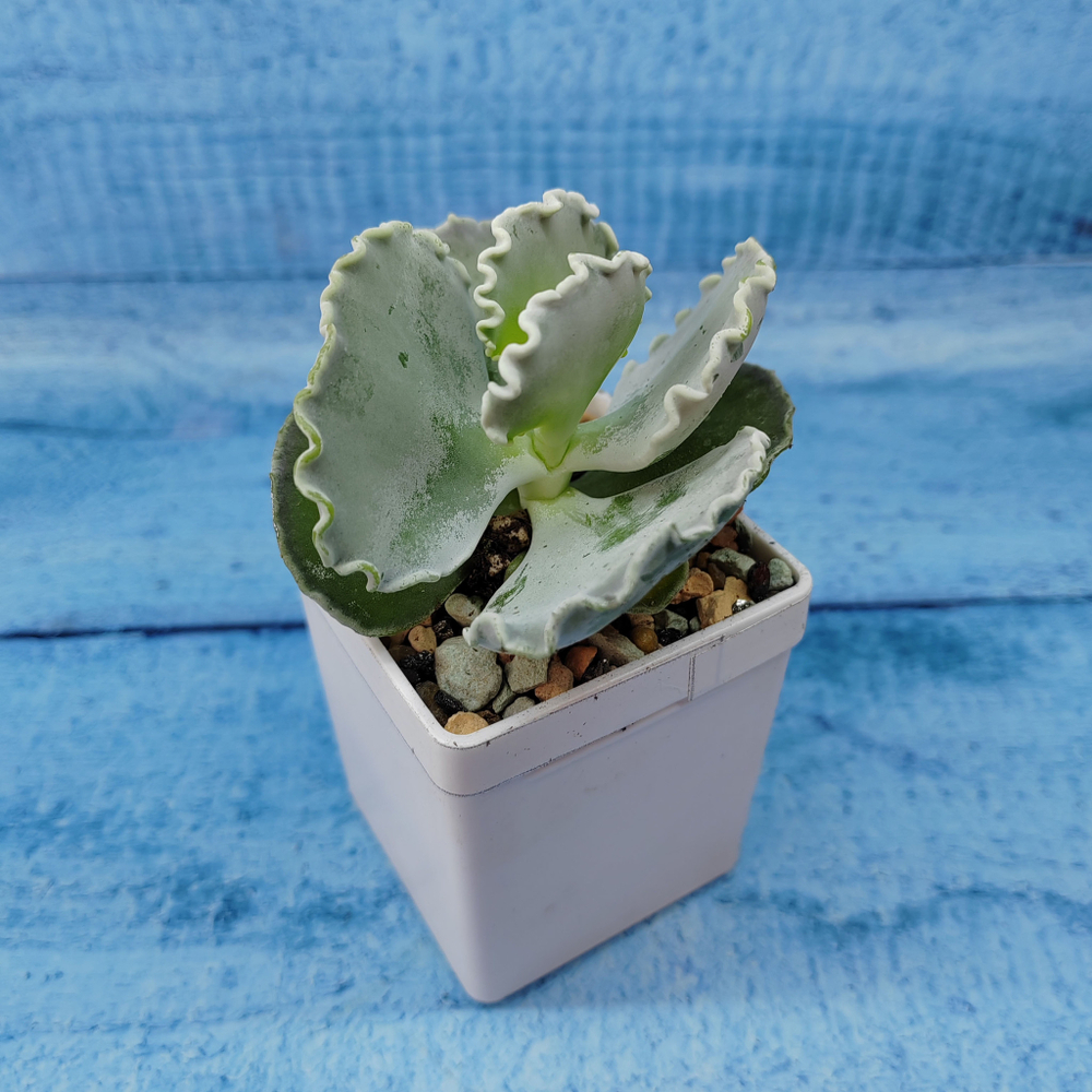 Cotyledon Undulata (Котиледон)