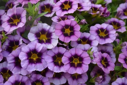 Калибрахоа TIK TOK GRAPE