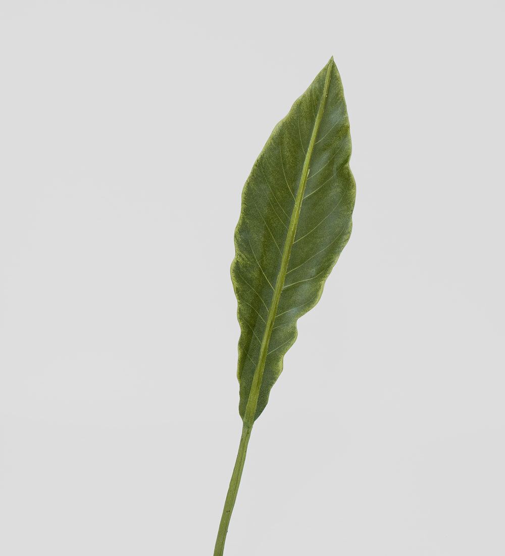 TR 605S Антуриум